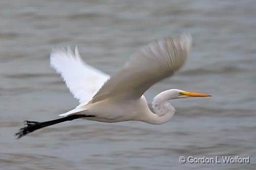 Egret In Flight_31241.jpg - Great Egret (Ardea alba) photographed along the Gulf coast near Port Lavaca, Texas, USA.